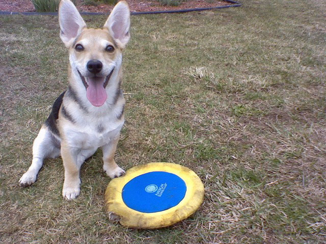 View Our Jack Russell Terriers Family Photo Album