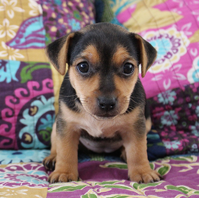 russell terrier, jack russell terrier, black and tan jacks, hunt terrier, irish jacks, irish jack russell, dog breeder, puppies for sale, NY, New York