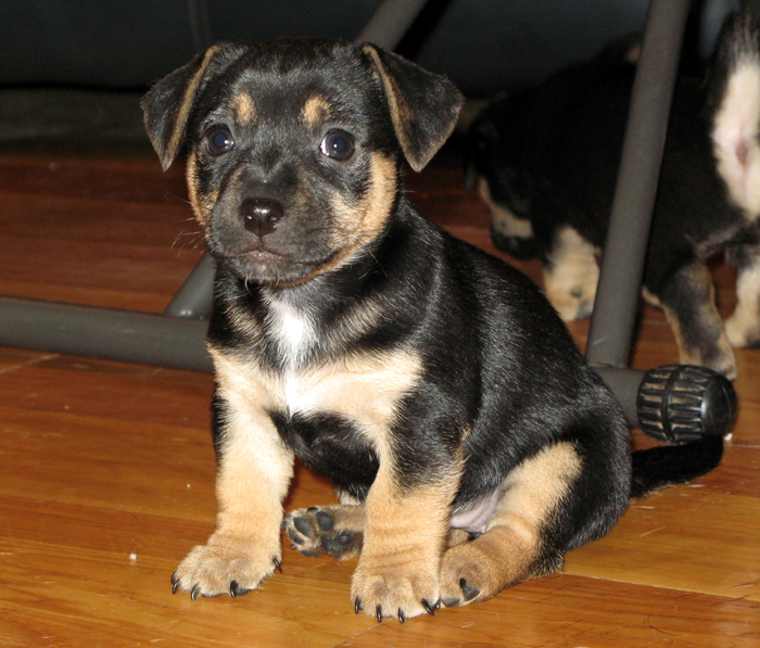 russell terrier, jack russell terrier, black and tan jacks, hunt terrier, irish jacks, irish jack russell, dog breeder, puppies for sale, NY, New York