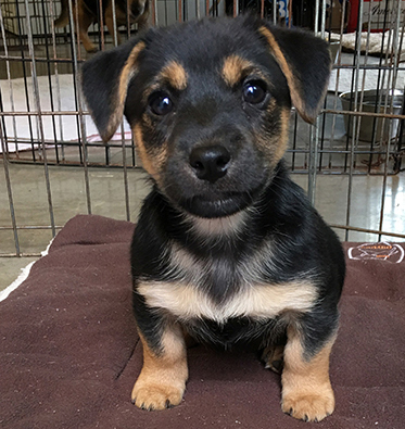 russell terrier, jack russell terrier, black and tan jacks, hunt terrier, irish jacks, irish jack russell, dog breeder, puppies for sale, NY, New York