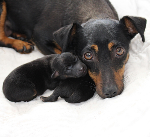 Come See our Irish Black and Tan Jack Russell Puppies