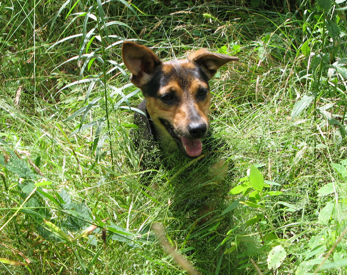 russell terrier, jack russell terrier, black and tan jacks, hunt terrier, irish jack russell, dog breeder, puppies for sale, NY, New York