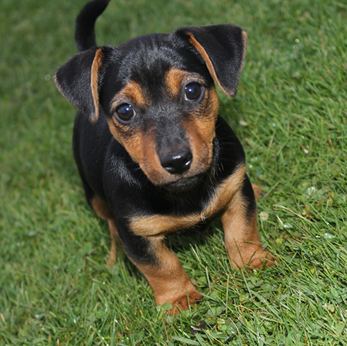 Come See our Irish Jack Russell Terrier puppies.