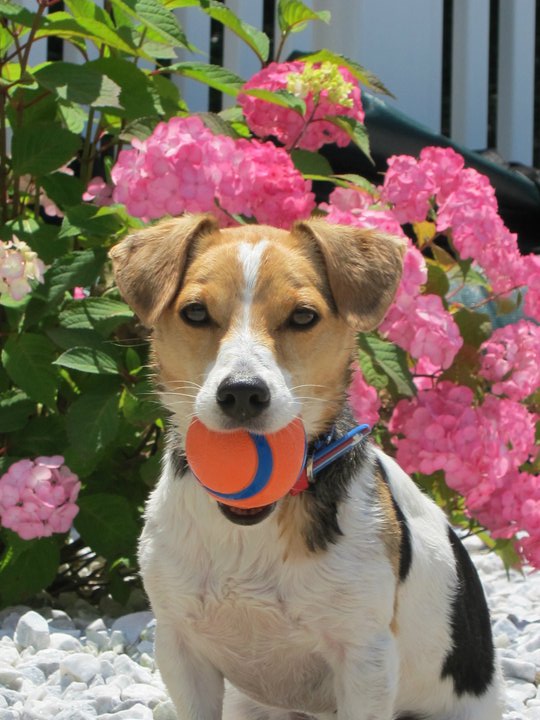 View Our Jack Russell Terriers Family Photo Album