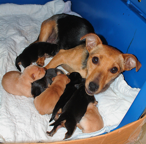 russell terrier, jack russell terrier, black and tan jacks, hunt terrier, irish jacks, irish jack russell, dog breeder, puppies for sale, NY, New York