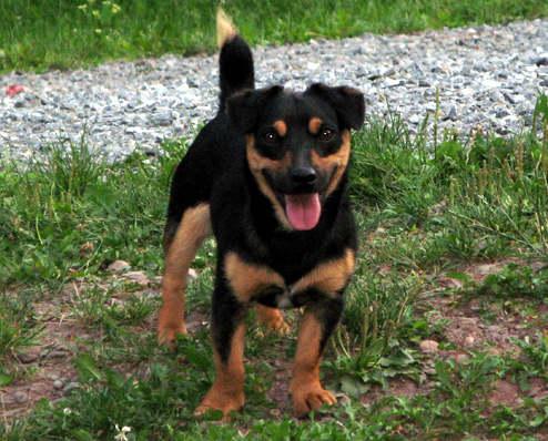 A small male black and tan male jack russell terrier stud dog, imported from Ireland. Now living at Aislinge Bray Terriers.