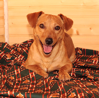 Finnegan, one of our stud dogs.