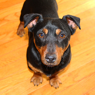 Godfrey is one of our stud dogs.