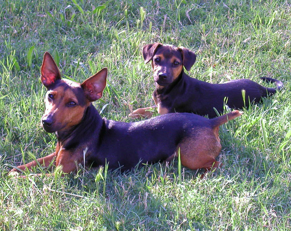 View Our Jack Russell Terriers Family Photo Album