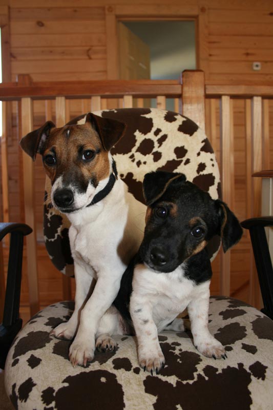 View Our Jack Russell Terriers Family Photo Album