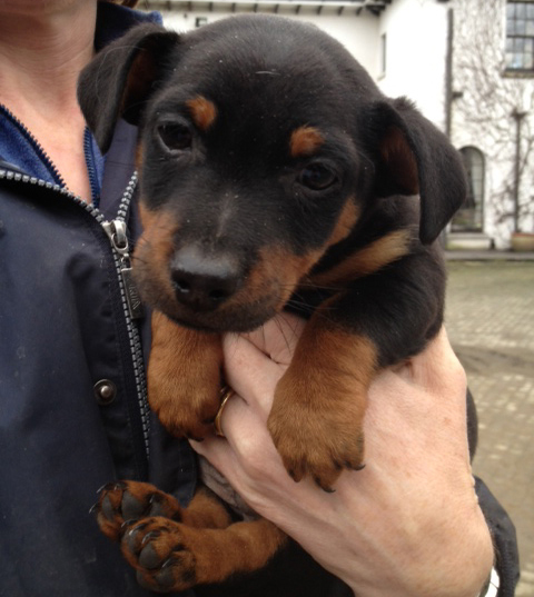 russell terrier, jack russell terrier, black and tan jacks, hunt terrier,  irish jack russells, dog breeder, puppies for sale, NY, New York