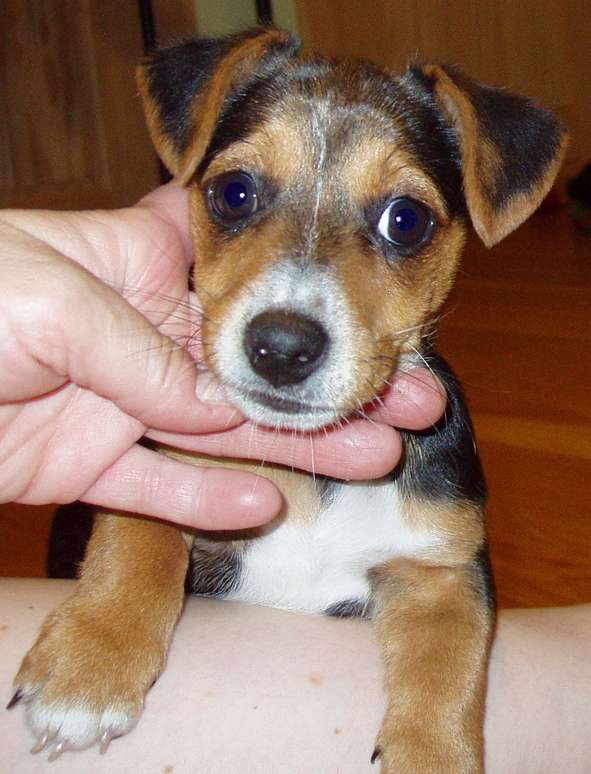 russell terrier, jack russell terrier, black and tan jacks, hunt terrier, irish jacks, irish jack russell, dog breeder, puppies for sale, NY, New York