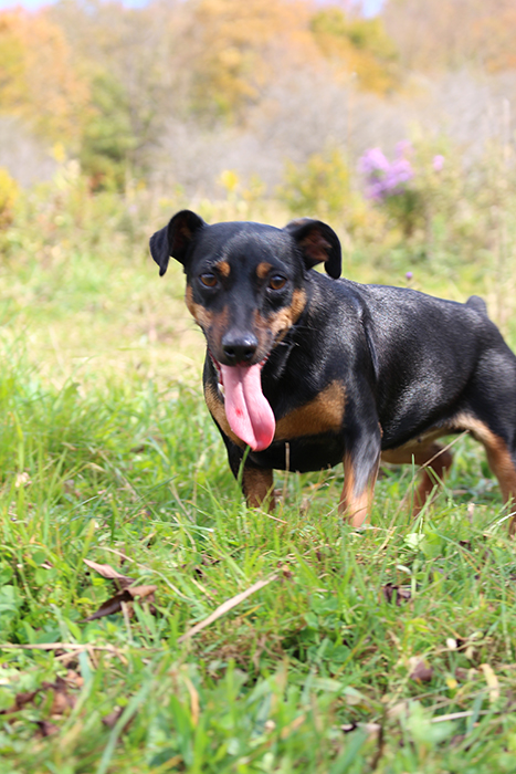 russell terrier, jack russell terrier, black and tan jacks, hunt terrier,  irish jack russells, dog breeder, puppies for sale, NY, New York