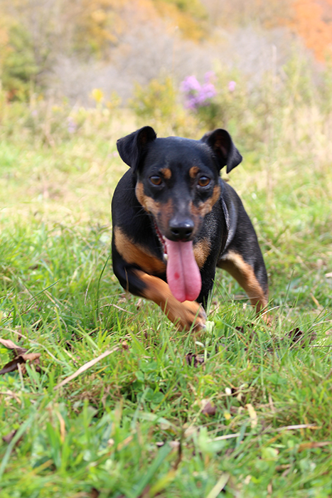 russell terrier, jack russell terrier, black and tan jacks, hunt terrier,  irish jack russells, dog breeder, puppies for sale, NY, New York