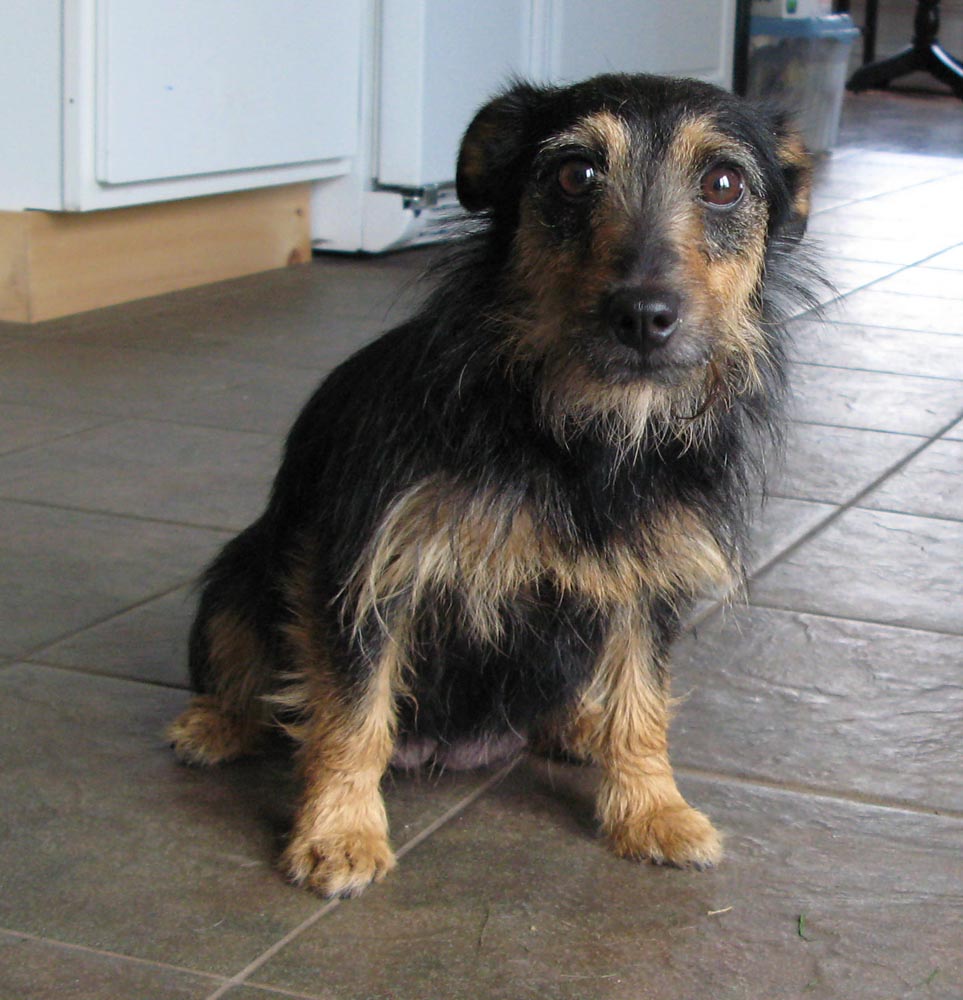 An Irish Jack Russell Terrier bitch. She lives in NY at Aislinge Bray Terriers. This lovely female has a broken coat texture and beautiful brown eyes. 