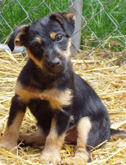 A picture of Aine who is a jack russell terrier when she was a puppy.