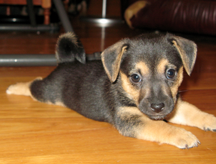 Black And Tan Jack Russell. russell terrier, jack russell