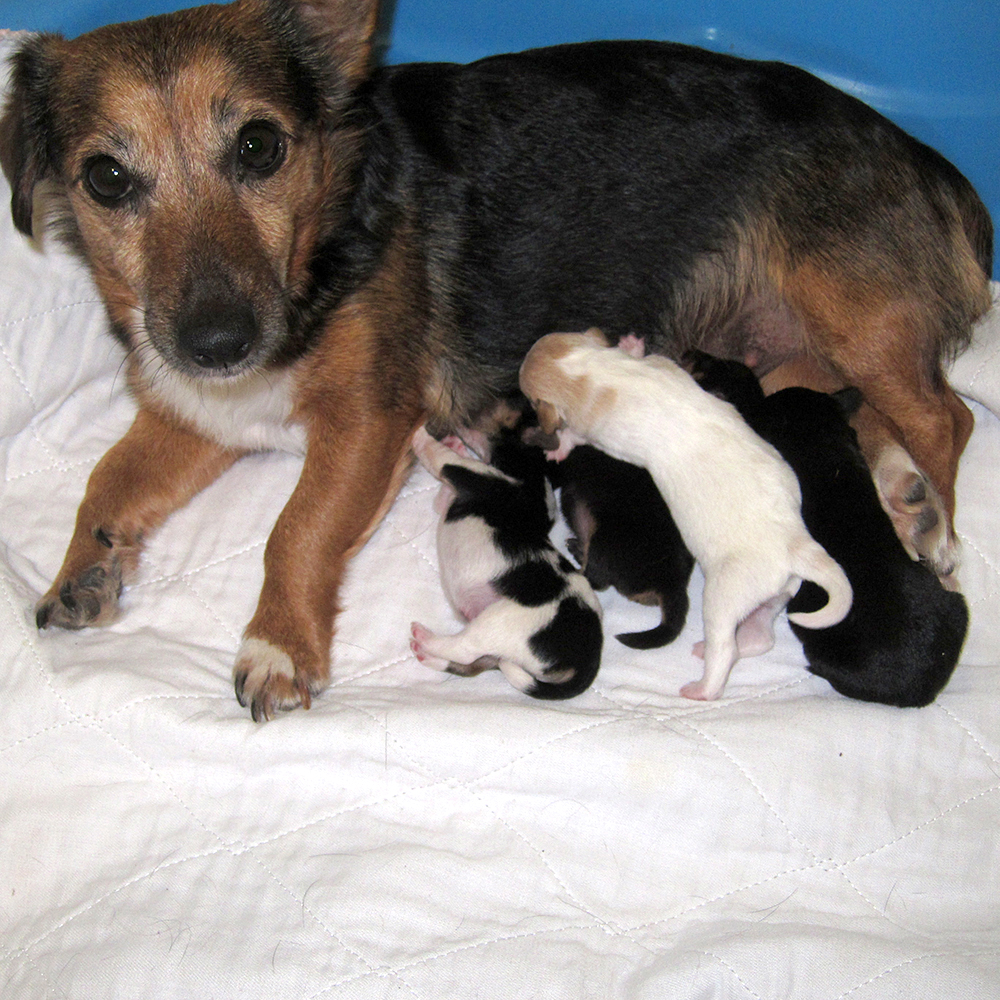 russell terrier, jack russell terrier, black and tan jacks, hunt terrier, irish jacks, irish jack russell, dog breeder, puppies for sale, NY, New York