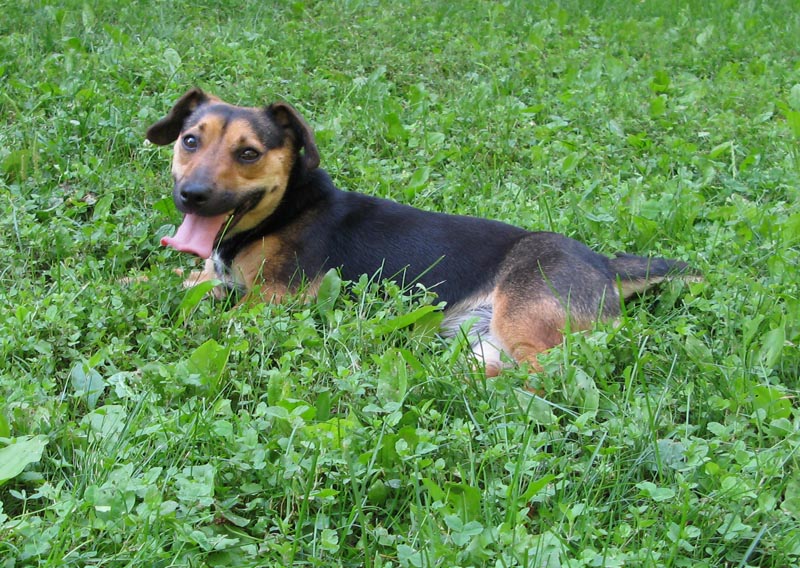 russell terrier, jack russell terrier, black and tan jacks, hunt terrier, irish jacks, irish jack russell, dog breeder, puppies for sale, NY, New York