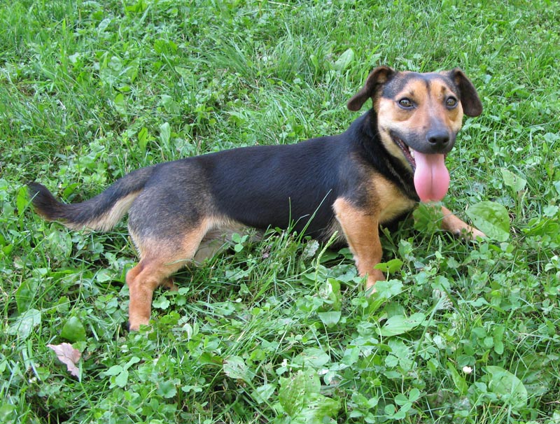 russell terrier, jack russell terrier, black and tan jacks, hunt terrier, irish jack russells, dog breeder, puppies for sale, NY, New York