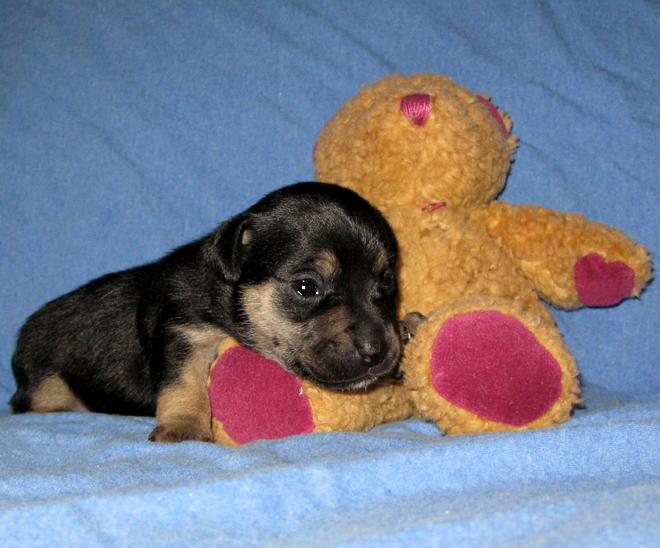 russell terrier, jack russell terrier, black and tan jacks, hunt terrier, irish jack russells, dog breeder, puppies for sale, NY, New York