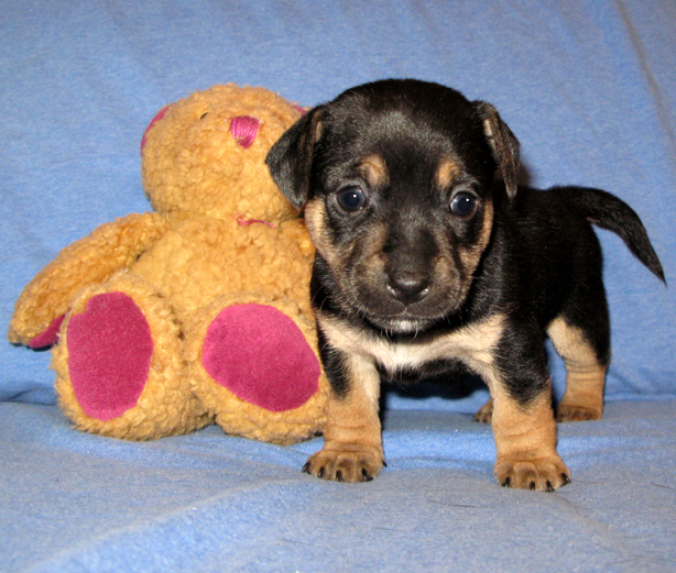 russell terrier, jack russell terrier, black and tan jacks, hunt terrier, irish jack russell, dog breeder, puppies for sale, NY, New York