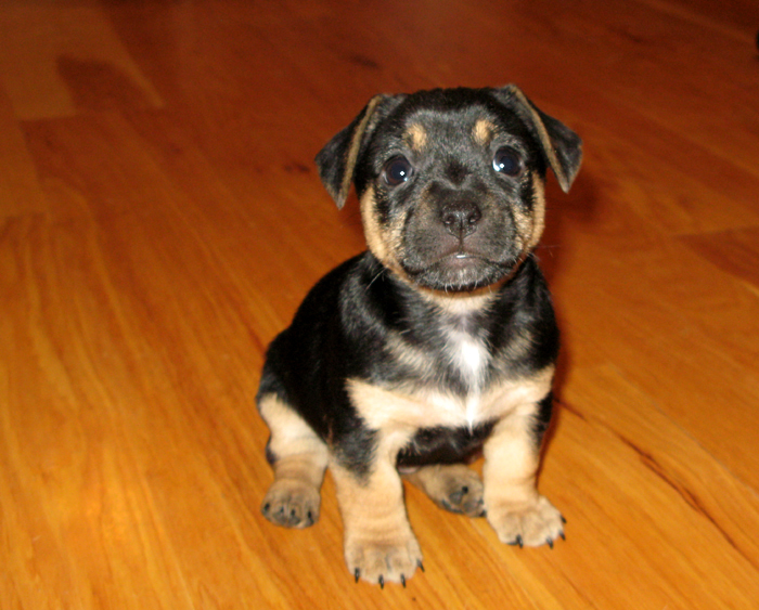 russell terrier, jack russell terrier, black and tan jacks, hunt terrier, irish jack russell, dog breeder, puppies for sale, NY, New York