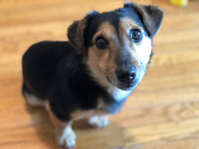 russell terrier, jack russell terrier, black and tan jacks, hunt terrier, irish jacks, irish jack russell, dog breeder, puppies for sale, NY, New York