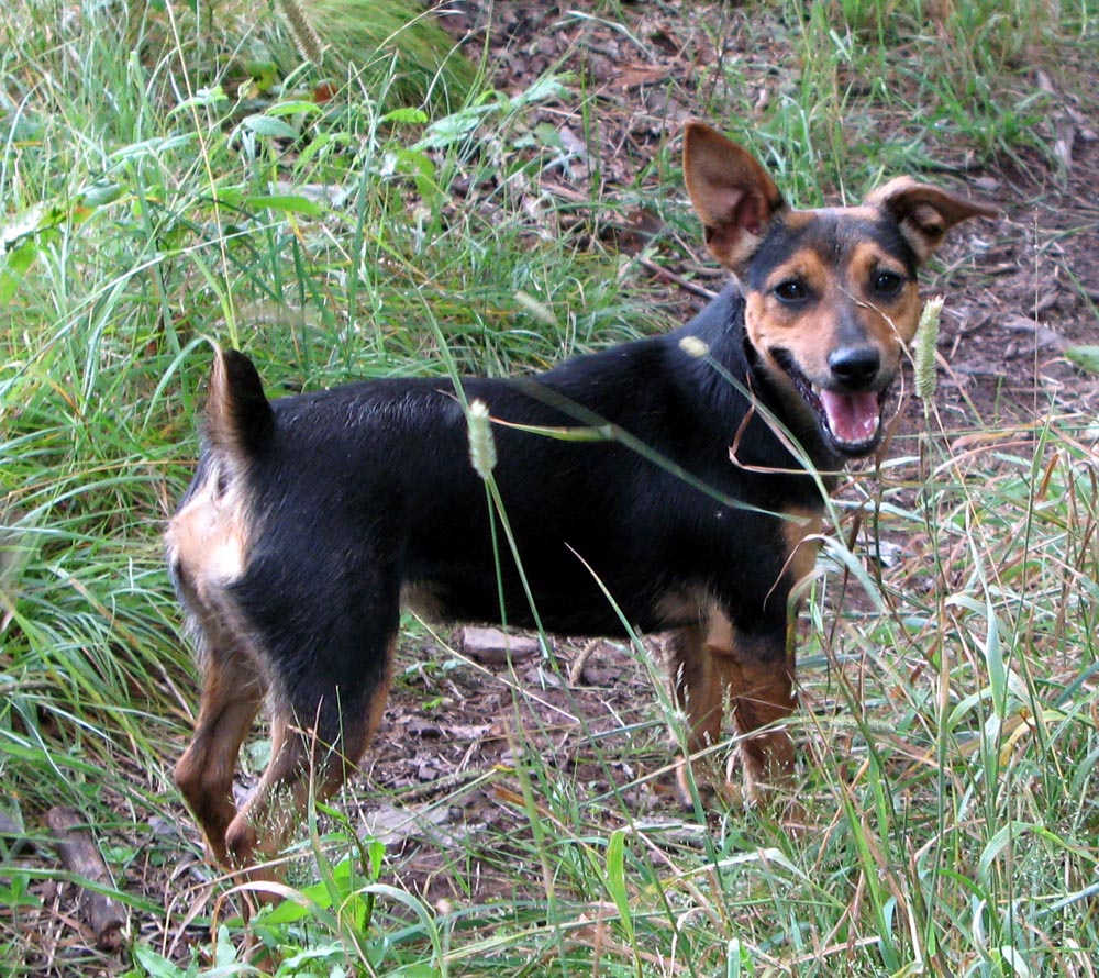 jack russell, Jack Russell Terrier, Jack Russell Terriers, Russel, russells, JACK RUSSELLS, jack russell terrier, jack russell terriers, jack russell terriers Ireland, irish jack russell, irish jack russells, Jack, Russell, Terrier, Terriers, jack russell terrier breeder