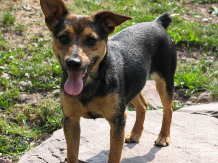 black tan jack russell