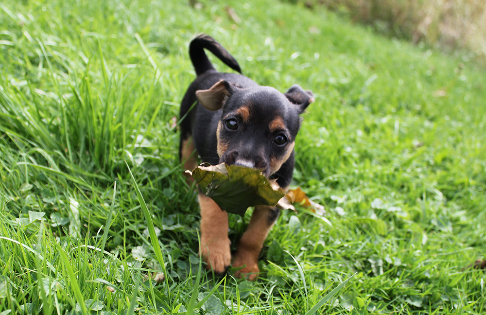 Irish Jack Russell Terrier Puppies With Calm, Sensible, Manageable Temperaments| Aislinge Bray Terriers