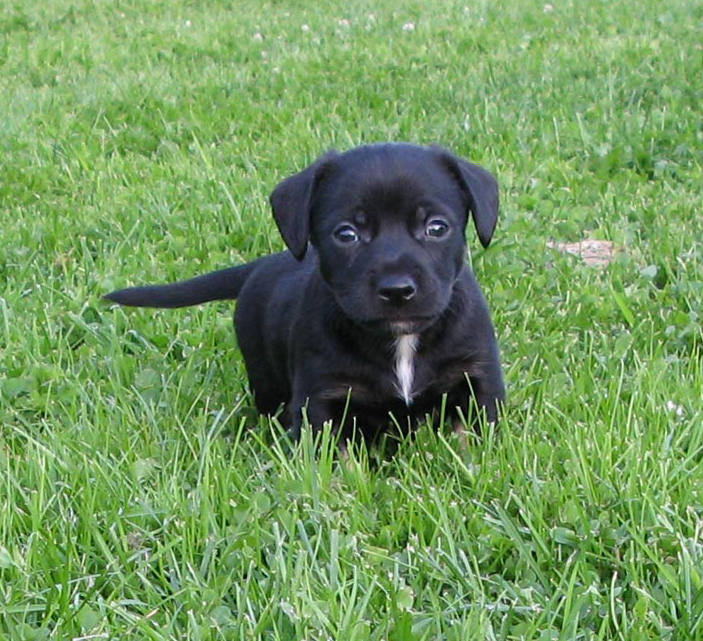 Aislinge Bray Jack Russell Terrier Russell Terrier Black And Aislinge Bray Jack Russell Terrier Russell Terrier Black And