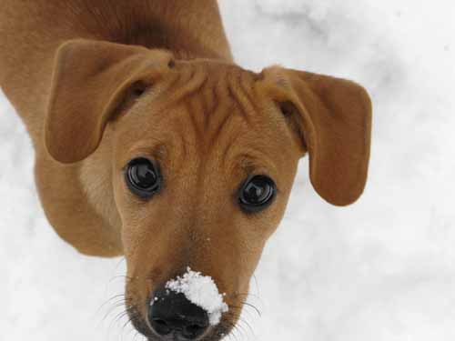 View Our Jack Russell Terriers Family Photo Album