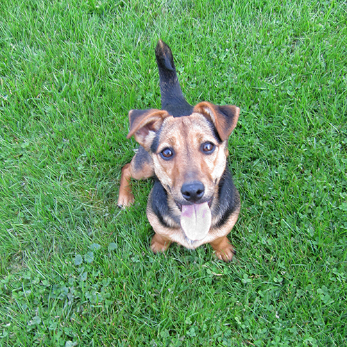 russell terrier, jack russell terrier, black and tan jacks, hunt terrier, irish jacks, irish jack russell, dog breeder, puppies for sale, NY, New York