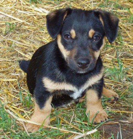 russell terrier, jack russell terrier, black and tan jacks, hunt terrier,  irish jack russell, dog breeder, puppies for sale, NY, New York