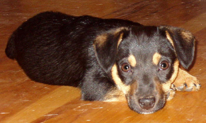 russell terrier, jack russell terrier, black and tan jacks, hunt terrier, irish jack russells, dog breeder, puppies for sale, NY, New York