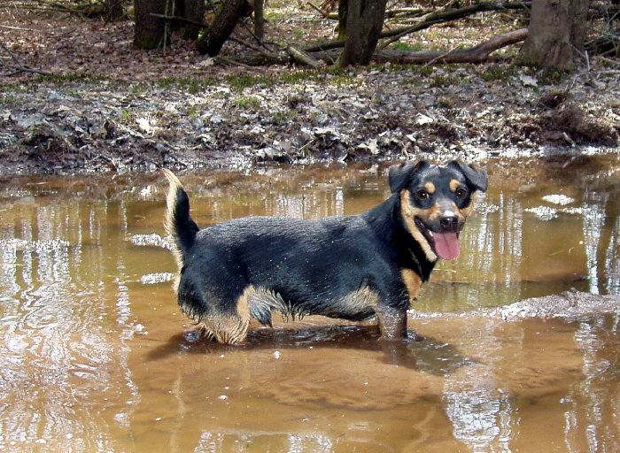 russell terrier, jack russell terriers, black and tan jacks, hunt terrier, irish jack russell terriers, dog breeder, puppies for sale, NY, New York