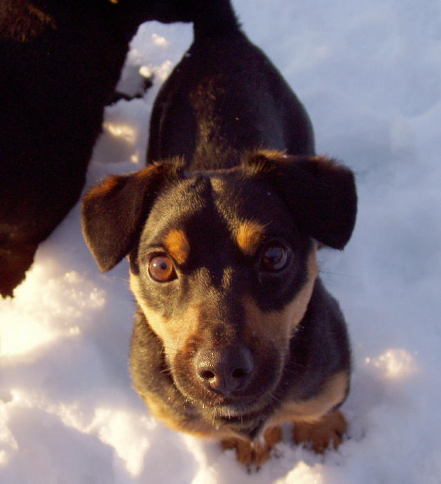 russell terrier, jack russell terrier, black and tan jacks, hunt terrier, irish jack russell terriers, dog breeder, puppies for sale, NY, New York