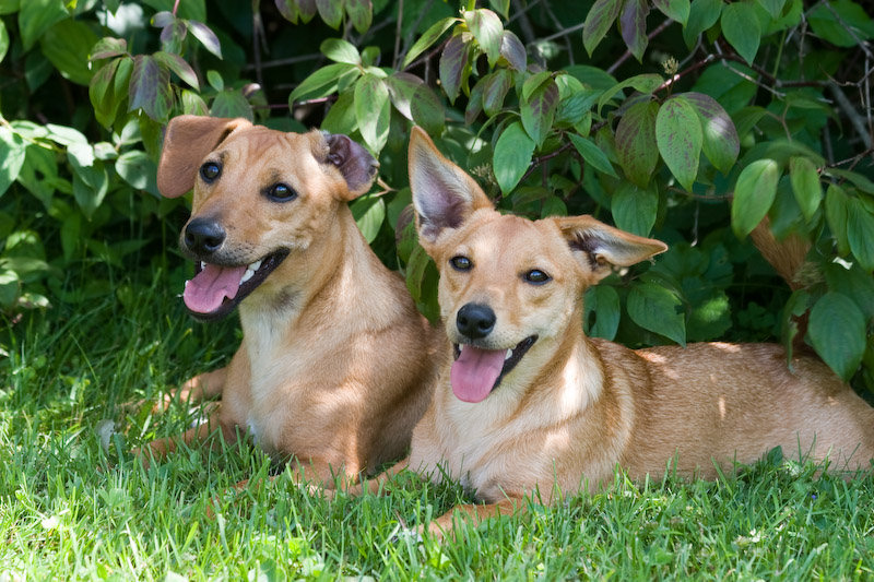 View Our Jack Russell Terriers Family Photo Album