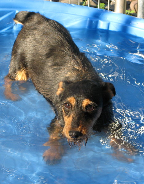 A picture of our Irish Jack in a child's pool swimming. Mave is a small breed of dog from Aislinge Bray Terriers in Delhi, NY.
