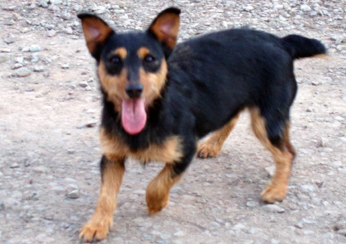 Mave a Hunt Terrier is sticking her tongue out on a hot day in the beautiful Catskill Mountains of Delhi, NY.