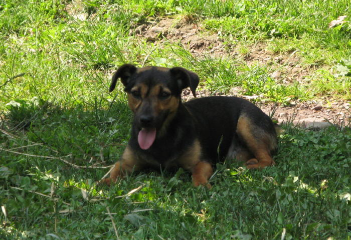 jack russell, Jack Russell Terrier, Jack Russell Terriers, Russel, russells, JACK RUSSELLS, jack russell terrier, jack russell terriers, jack russell terriers Ireland, irish jack russells, Jack, Russell, Terrier, Terriers, jack russell terrier breeder