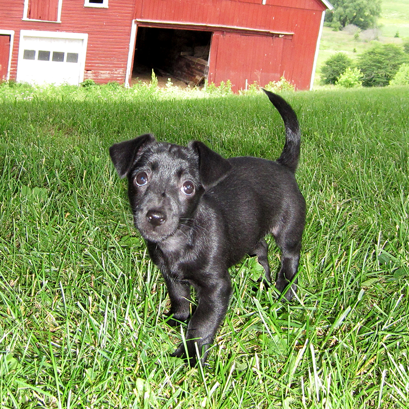 volhard puppy aptitude test puppies for sale 2 volhard puppy aptitude test puppies for sale 2