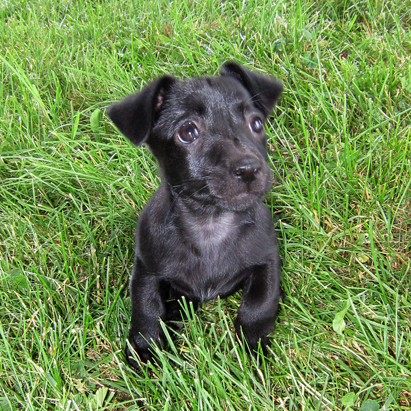 volhard puppy aptitude test puppies for sale 2 volhard puppy aptitude test puppies for sale 2