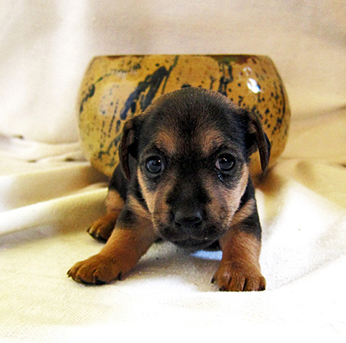 russell terrier, jack russell terrier, black and tan jacks, hunt terrier, irish jacks, irish jack russell, dog breeder, puppies for sale, NY, New York