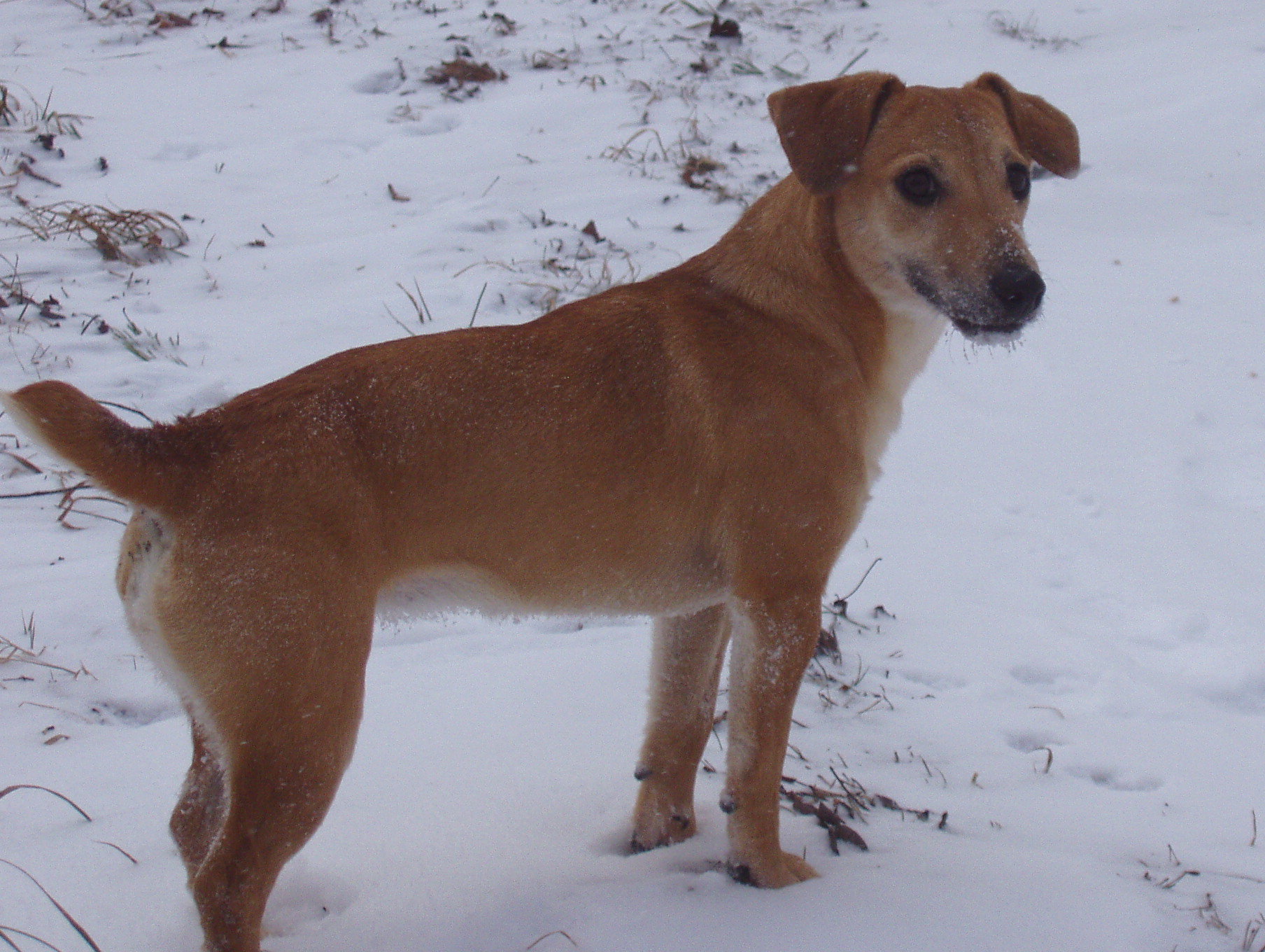 jack russell, Jack Russell Terrier, Jack Russell Terriers, Russel, russells, JACK RUSSELLS, jack russell terrier, jack russell terriers, jack russell terriers Ireland, irish jack russell, irish jack russells, Jack, Russell, Terrier, Terriers, jack russell terrier breeder