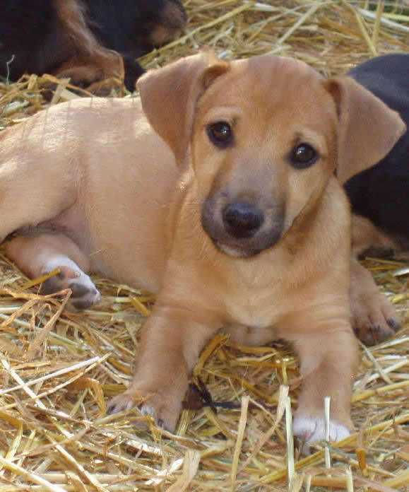 russell terrier, jack russell terrier, black and tan jacks, hunt terrier, irish jacks, irish jack russell, dog breeder, puppies for sale, NY, New York