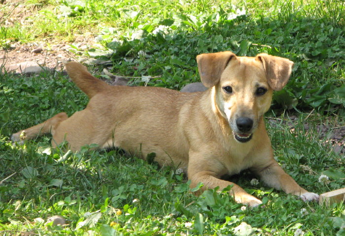 russell terrier, jack russell terrier, black and tan jacks, hunt terrier, irish jacks, irish jack russell, dog breeder, puppies for sale, NY, New York