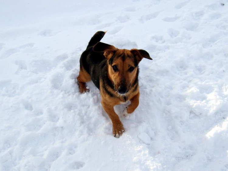 russell terrier, jack russell terrier, black and tan jacks, hunt terrier, irish jacks, irish jack russell, dog breeder, puppies for sale, NY, New York