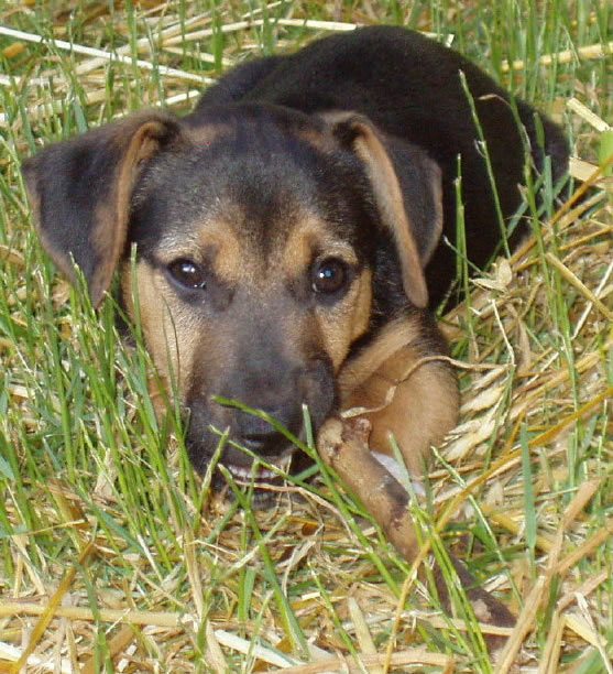 russell terrier, jack russell terrier, black and tan jacks, hunt terrier, irish jacks, irish jack russell, dog breeder, puppies for sale, NY, New York